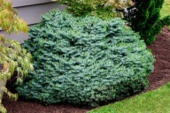 KOLOROWA KULECZKA Świerk serbski 'Gunther' NA WYSOKIM PNIU C5