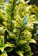 Trzmielina japońska Aureovariegatus (euonymus japonicus) C2 10cm