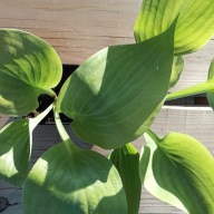 Funkia duża Hosta "Sum & Substance"