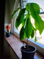 Awokado-śliczna sadzonka -67cm