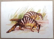 POCZTÓWKA - ALOJZY BALCERZAK - MRÓWKOJAD grafika autorska, z lat 60-ych.