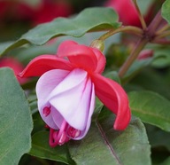 Fuksja KRZACZASTA Fuchsia Shadow Dancer Alexa