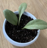 Hoya Nicholsoniae New Guinea Ghost ze zdjęcia