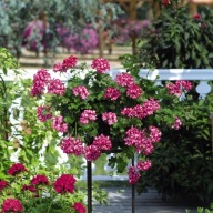 Pelargonia peltatum Great Balls of Fire Burgundy Blaze ZWISAJĄCA PEŁNA