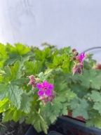 Różowy Bodziszek Kantabryjski DONICZKA sadzonka