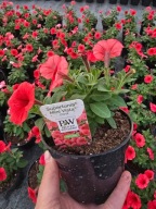 Supertunia Vista mini Coral