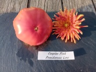 Pomidor Caspian Pink królowa malinówek nasiona kolekcjonerskie