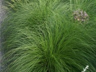 Sporobolus Różnołuskowy Weinheim P9 n o w o ś ć