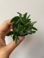 Ficus punctata Panama roślina do terrarium