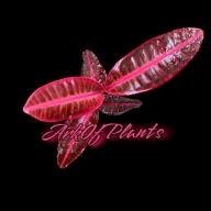 Emblemantha Urnulata Ultra Pink Fluo Roślina Terrarium Unikat ArkOfPlants