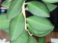 Hoya Hoja DS 70 cięta