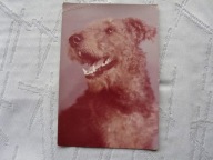 PIES AIREDALE TERRIER