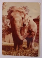 WROCŁAW. ZOO Miejski Ogród Zoologiczny. Słoń Indyjski. Elephas maximus