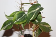 Philodendron rio - sadzonka