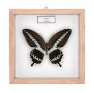 Motyl w gablotce Papilio gigon