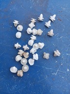 polonez spinka tapicerki drzwi nowe 30szt