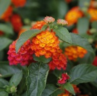 Lantana camara Evita Fire CYTRYNOWY ZAPACH