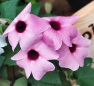 ROŚLINA PNĄCA Thunbergia Sunny Susy Rose Sensation