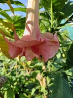Brugmansia datura Bergkonigin