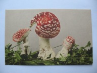 MARTWA NATURA GRZYBY MUCHOMOR CZERWONY przedwojenna POCZTÓWKA