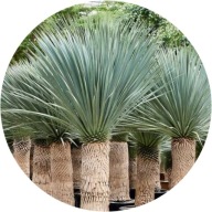 Yucca palmowa - rostrata 'Sapphire Skies '