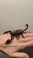 Heterometrus cyaneus ex Petersii czarny skorpion azjatycki dorosły osobnik