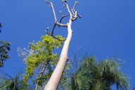 Magnolia czerwona na pniu szczepiona karłowa inna