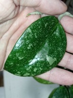 Hoya Hoja PARASITICA LAO cięta