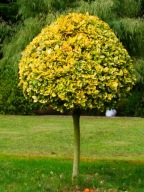 TRZMIELINA NA PNIU C5 PIĘKNIE ROZROŚNIĘTA! 100-130cm