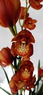 storczyk cymbidium 3