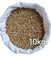 Owies 10kg zbiór 2025r , karma dla koni, królików, gęsi, kaczek