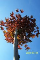 Klon czerwony liść pienny kulisty 350 cm okaz inny