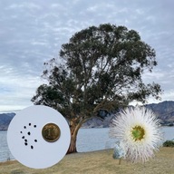 Eucalyptus globulus – eukaliptus gałkowy | 10 NASION + instrukcja