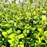 Trzmielina Fortune'a 'Coloratus' (Euonymus fortunei) P13