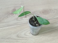 Hoya Hoja FLORES ISLAND ukorzeniona