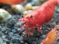krewetki akwariowe Cherry red neocardina łatwe w hodowli proszę czytać opis
