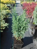 Cyprysik Boulevard Sungold Ivonne Ellwoodii Columnaris Snow Nana Cyprys