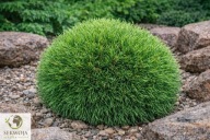 CENIONA ODMIANA, IDEALNA JAKOŚĆ Sosna górska 'Varella' Pinus mugo