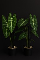 Palik do roślin 200 × 40 mm – modułowy, z możliwością wypełnienia mchem