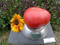 Pomidor Zurab gruzińska malinówka nasiona kolekcjonerskie