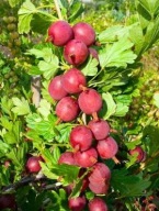 Agrest czerwony 'Hinnonmaki Rot’ sadzonka