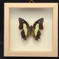 Motyl w gablotce Polyura Athamas Uraeus