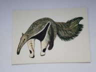 Ssaki pampasów MRÓWKOJAD proj Janusz Towpik - pocztówka z 1973