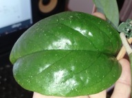 Hoya Hoja EPC 1015 cięta