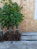 GRAB POSPOLITY sadzonki 50-90 cm 100 SZTUK Producent