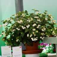 Begonia BIAŁA DRAGON Wing White