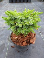 Świerk serbski 'Sypniewski' ZGRABNA, KOLOROWA KULA