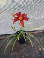 Liliowiec ogrodowy 'Crimson Pirate'