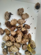 Murarka rogata - kokony 50 sztuk