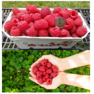 Malina JESIENNA CZERWONA Powtarzająca 10 sztuk DUŻE SŁODKIE owoce